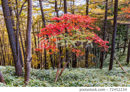 （To木縣）奧日光半月山步道，秋天的落葉與山脈 72452234