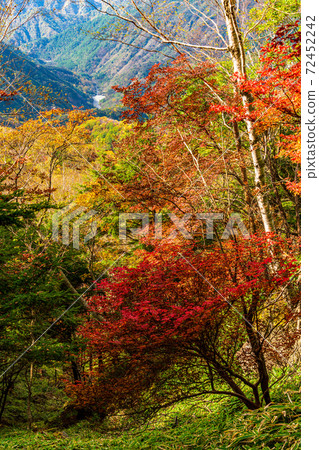 （To木縣）奧日光半月山步道，秋天的落葉與山脈 72452242