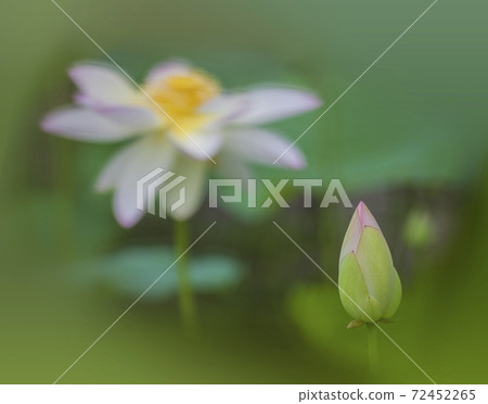 Flowering lotus flower, neat and clean lotus flower Flowering lotus flower, neat and clean lotus flower 72452265