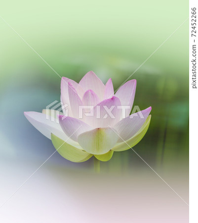 Flowering lotus flower, neat and clean lotus flower 72452266