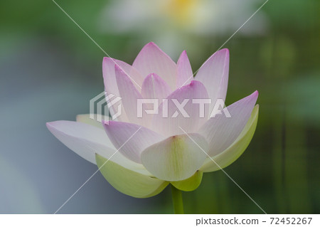 Flowering lotus flower, neat and clean lotus flower Flowering lotus flower, neat and clean lotus flower 72452267