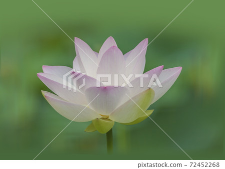 Flowering lotus flower, neat and clean lotus flower Flowering lotus flower, neat and clean lotus flower 72452268