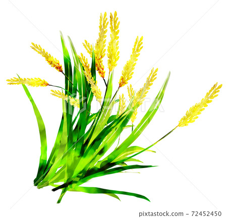 Rice_watercolor Rice_watercolor 72452450
