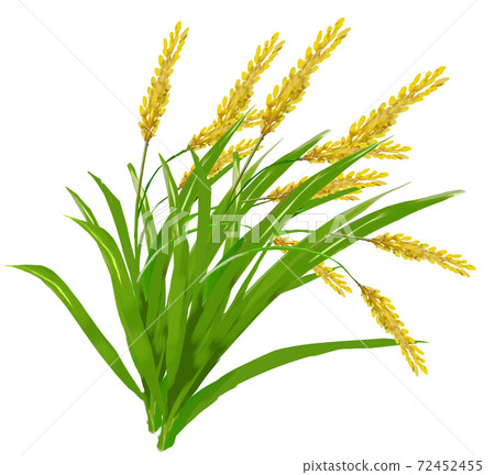 Rice field 72452455