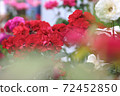  Carnation on Mother's Day 72452850