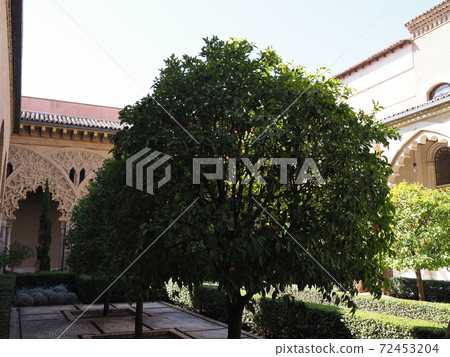 Cloisters and tree at courtyard of palace in Saragossa city in Spain 72453204
