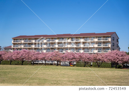 Kawazu cherry tree in the park 72453549