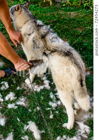 The man takes care of the dog, combs and takes away the old fur. The groomer removes old wool from a Siberian husky in the yard. The man takes care of the dog, combs and takes away the old fur. The groomer removes old wool from a Siberian husky in the yard. 72454273