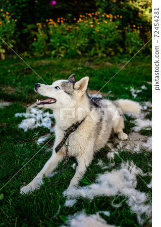 Husky and his fur, the annual shedding of the dog, the change of fur, the dog on the street. Husky and his fur, the annual shedding of the dog, the change of fur, the dog on the street. 72454281