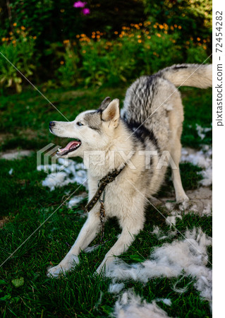 Husky and his fur, the annual shedding of the dog, the change of fur, the dog on the street. Husky and his fur, the annual shedding of the dog, the change of fur, the dog on the street. 72454282