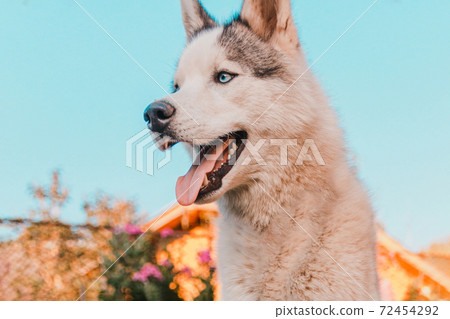 Dog shedding, combing and caring for the dog in the yard. Purebred Siberian Husky. 72454292