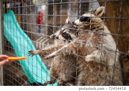 cute fluffy raccoons in a cage at the zoo cute fluffy raccoons in a cage at the zoo 72454418