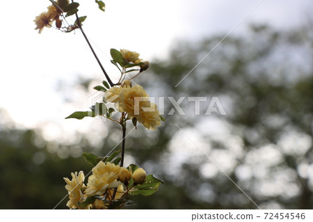 Lady Banks' rose yellow little rose flower 72454546