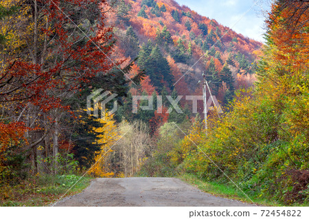 Carpathians. Autumn colorful forest. Carpathians. Autumn colorful forest. 72454822
