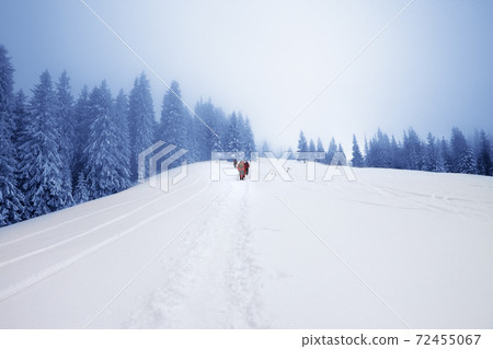 Footpath in snow and hikers going up on snowy slope Footpath in snow and hikers going up on snowy slope 72455067