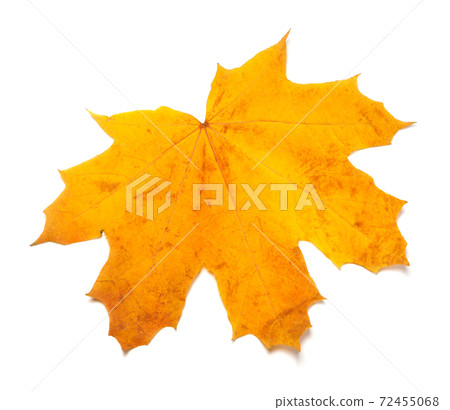 Autumn yellow maple leaf isolated Autumn yellow maple leaf isolated 72455068