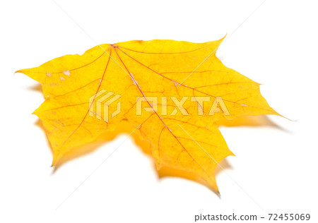 Yellow autumn maple leaf Yellow autumn maple leaf 72455069