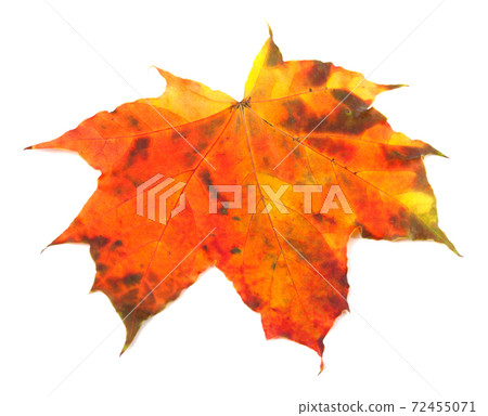 Multicolor autumn maple-leaf Multicolor autumn maple-leaf 72455071