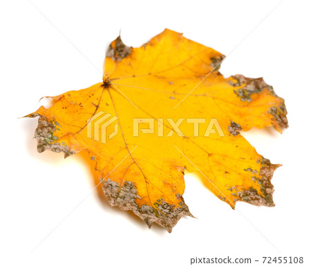 Yellow dried autumn maple-leaf 72455108