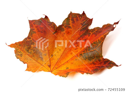 Autumn maple-leaf Autumn maple-leaf 72455109