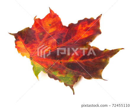 Multicolor autumn maple leaf on white background 72455110