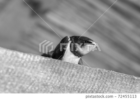 Swallow nestling sits under roof Swallow nestling sits under roof 72455113