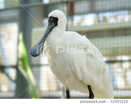 黑臉琵鷺 黑臉琵鷺 72455220