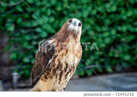 Red tail hawk 72455258