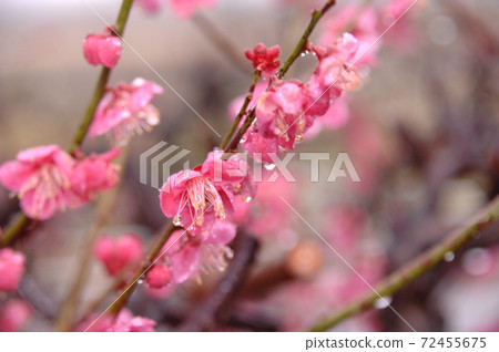 初冬梅花 初冬梅花 72455675