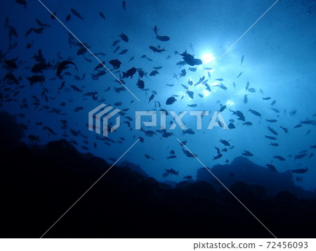 魚學校(堂島縣) 魚學校(堂島縣) 72456093