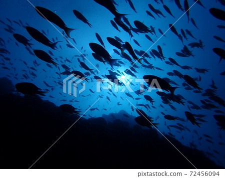 Uokage(道島) Uokage(道島) 72456094