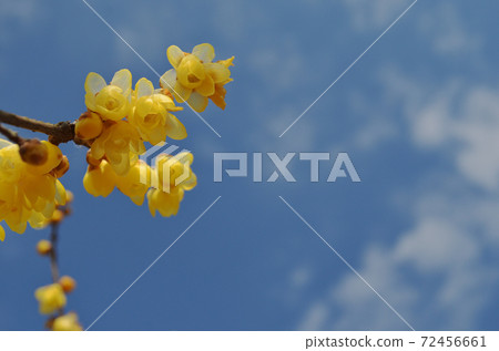 Japanese allspice that shines in the blue sky and white clouds 3 72456661