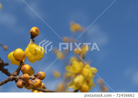 Japanese allspice that shines in the blue sky and white clouds 2 72456662