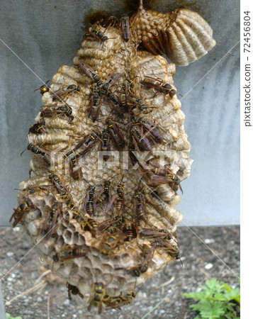 核心蜂巢 核心蜂巢 72456804