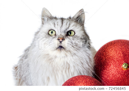 gray tabby angry cat with christmas balls on a white background gray tabby angry cat with christmas balls on a white background 72456845