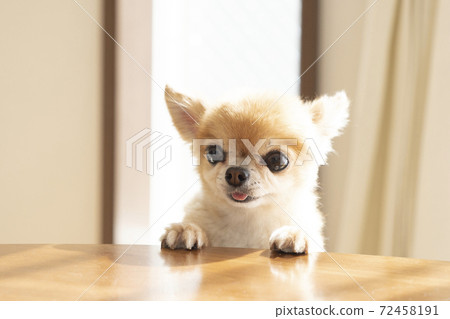 Chiwawa將他的前腿放在桌子上 Chiwawa將他的前腿放在桌子上 72458191