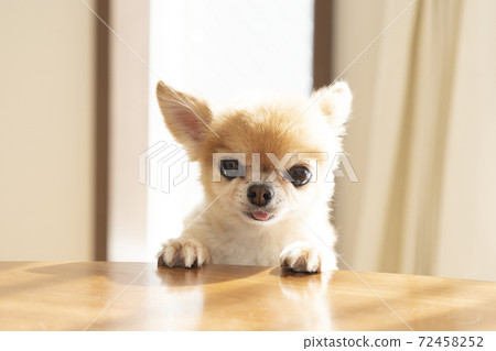 Chihuahua putting his forefoot on the table Chihuahua putting his forefoot on the table 72458252