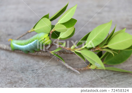 Oleander hawkmoth caterpillar  (Daphnis nerii, Sphingidae) on the branch of tree on wooden floor. 72458324
