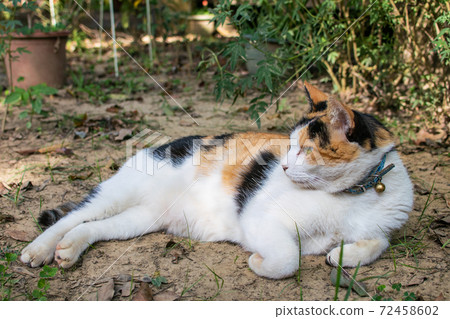 黏人的,貼心的,守衛,貓咪,喵喵,可愛,古錐,胖胖的,壯壯的,草地上,玩耍 72458602