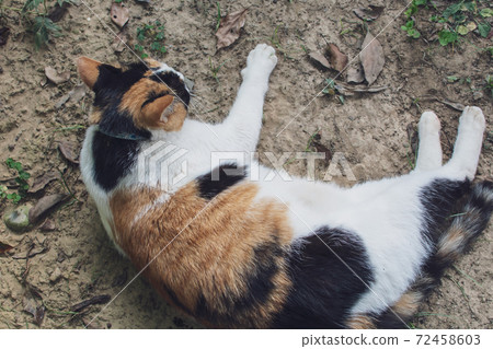 Sticky, caring, guard, cat, meow, cute, ancient cone, chubby, strong, grass, play Sticky, caring, guard, cat, meow, cute, ancient cone, chubby, strong, grass, play 72458603
