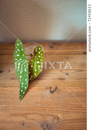 Begonia Maculata 'Wightii - Polka Dot Begonia Background, polka dot plant on wooden shelf house plant concept background Begonia Maculata 'Wightii - Polka Dot Begonia Background, polka dot plant on wooden shelf house plant concept background 72458613
