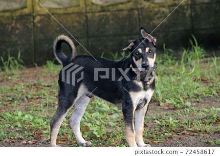 Black and little white color dog stand on the ground and putting black leaf in the mouth. Black and little white color dog stand on the ground and putting black leaf in the mouth. 72458617