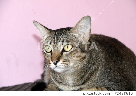 Striped cat lying down with pink background. 72458619
