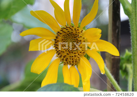 Sunflower blooming on the tree with green background 72458620