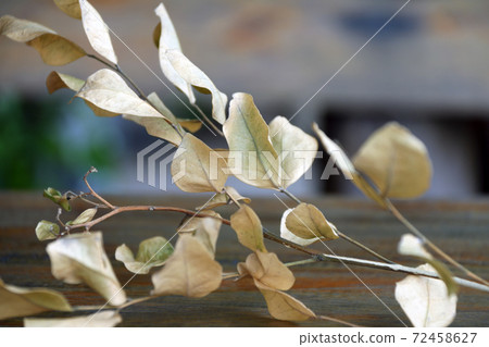 Dry branches and Leaves with light brown color on the wooden table. Beautiful dry leaf on the table. 72458627