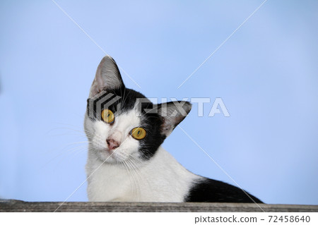 Cat black and white color sitting on the roof and blue sky background. 72458640
