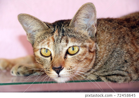 Striped cat lying down on the glass and pink background. Yellow eyes stare of striped cat. 72458645