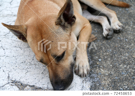 Thai brown color of stray dog laying down on the street. 72458653
