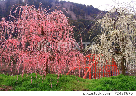 Tsukigase Umebayashi (Nara City, Nara Prefecture) Weeping plums blooming near Tsukigase Bridge 72458670