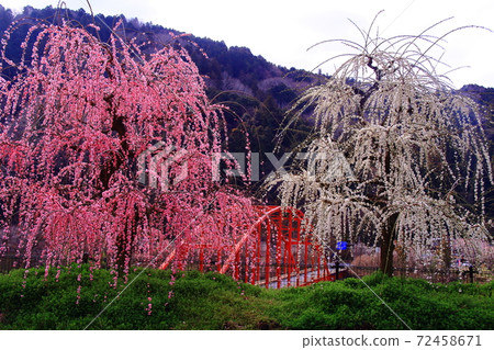 Tsukigase Umebayashi (Nara City, Nara Prefecture) Weeping plums blooming near Tsukigase Bridge 72458671